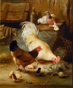 unknow artist Poultry 091 oil painting picture wholesale